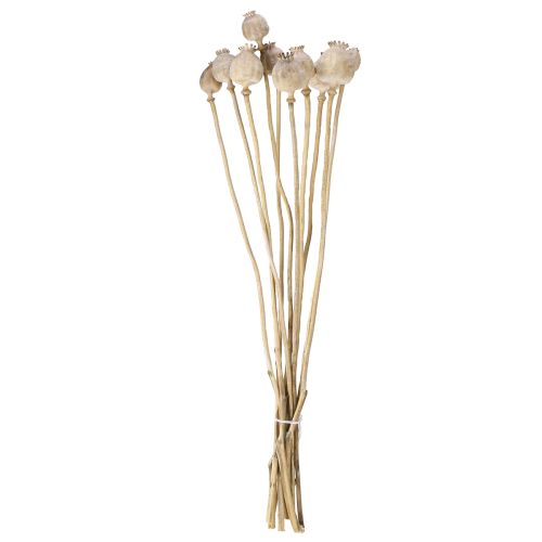 Floristik24 Mohnkapseln getrocknet Natur Trockenblumen 55cm 10 St