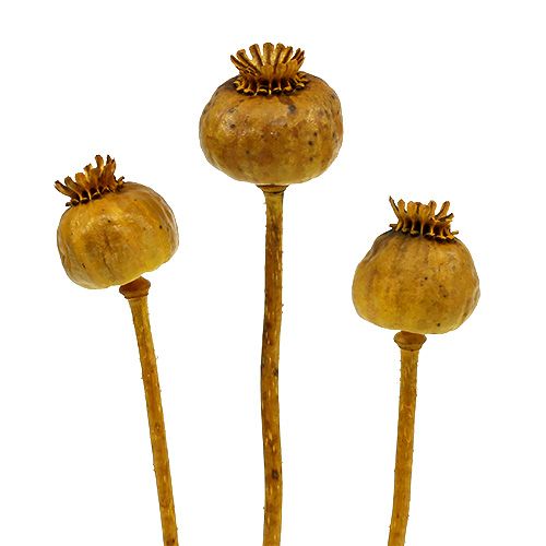 Floristik24 Mohnköpfe gefärbt Gelb 100 St