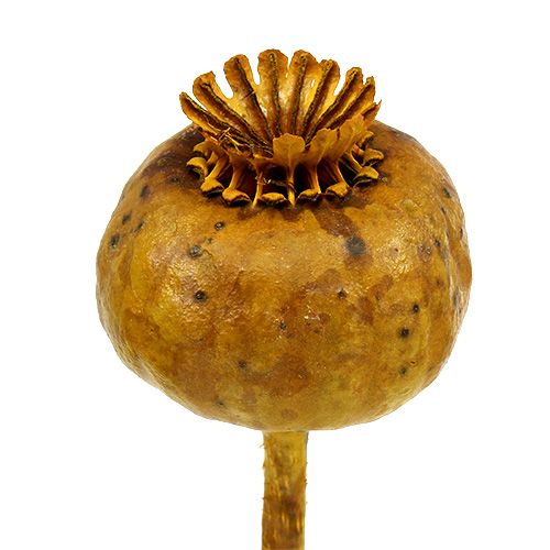 Floristik24 Mohnköpfe gefärbt Gelb 100 St