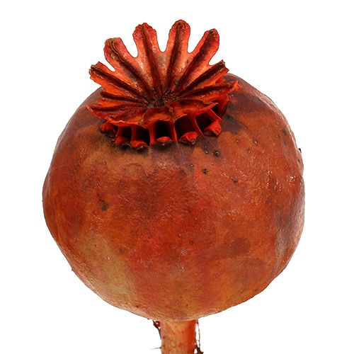 Floristik24 Mohnköpfe gefärbt orange 100 St