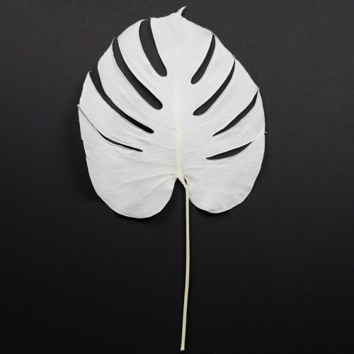 Artikel Gebleichte Monstera Blätter für elegante Dekoration 5 Stück