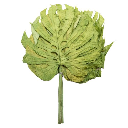 Monstera Blätter getrocknet Deko Fensterblatt H50cm 5 St