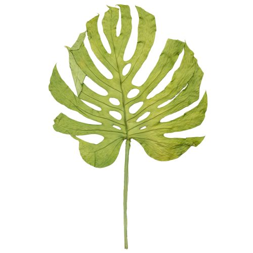 Artikel Monstera Blätter getrocknet Deko Fensterblatt H50cm 5 St