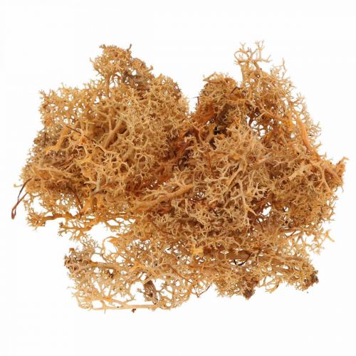 Artikel Deko Moos zum Basteln Orange Gefärbtes Naturmoos konserviert 40g