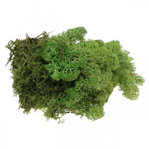 Islandmoos altgrün 50g konserviert hellgrün helles moosgrün preserved moss Moos 