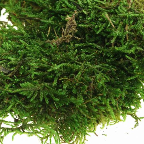 Floristik24 Deko-Moos zum Basteln Grün, Dunkelgrün 100g