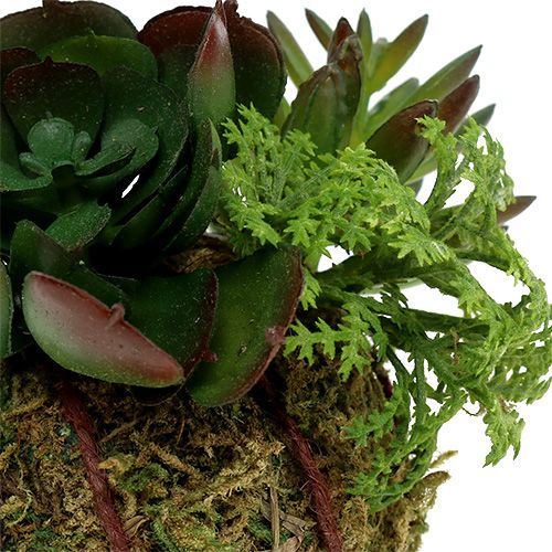 Floristik24 Mooskugel mit Sukkulenten Grün Ø7cm