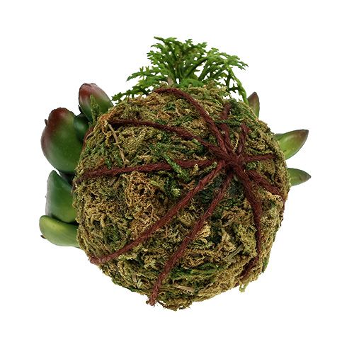 Floristik24 Mooskugel mit Sukkulenten Grün Ø7cm