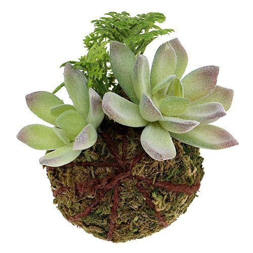 Floristik24 Kokedama Künstlich Grün Ø8cm