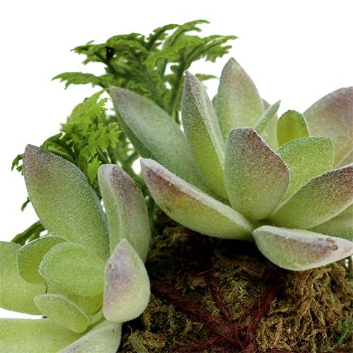 Floristik24 Kokedama Künstlich Grün Ø8cm