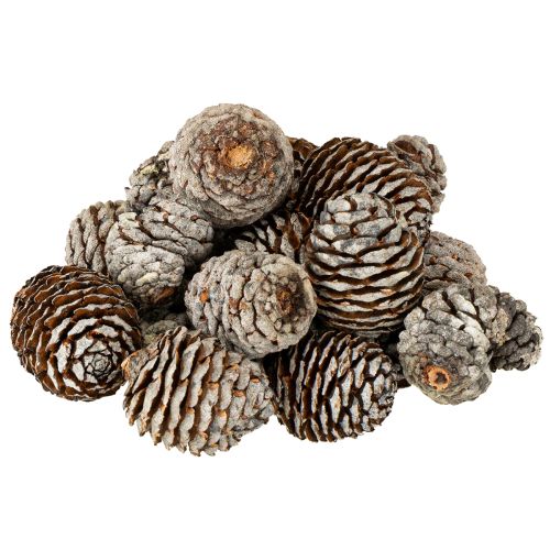 Floristik24 Murii Zapfen Natur 500g