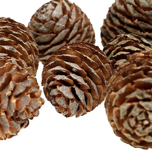 Floristik24 Murii Zapfen Natur 500g