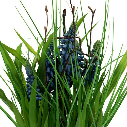 Floristik24 Muscari im Topf Blau H 30cm