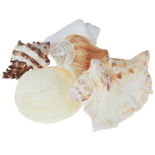 Artikel Maritim-Deko Muschelmix natur 400g