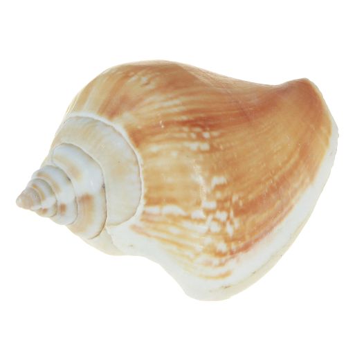 Artikel Maritim-Deko Muschelmix natur 400g