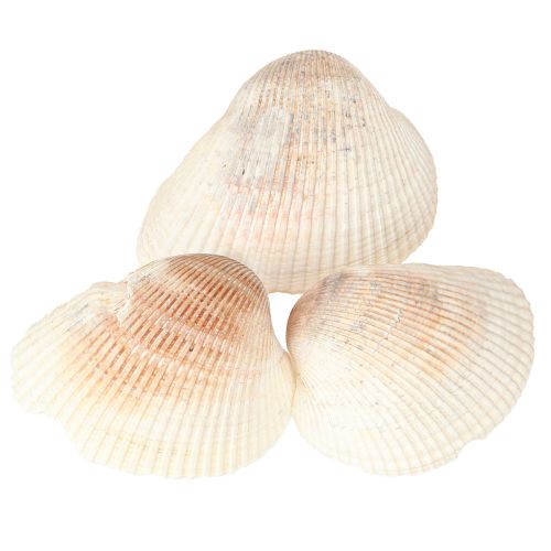Artikel Muschel Deko Muscheln Weiß Braun Herzmuscheln 5–7cm 300g