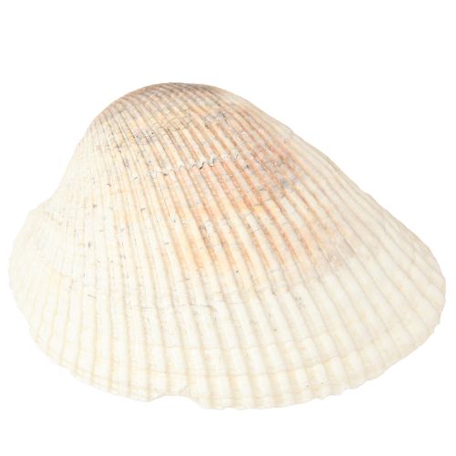 Artikel Muschel Deko Muscheln Weiß Braun Herzmuscheln 5–7cm 300g