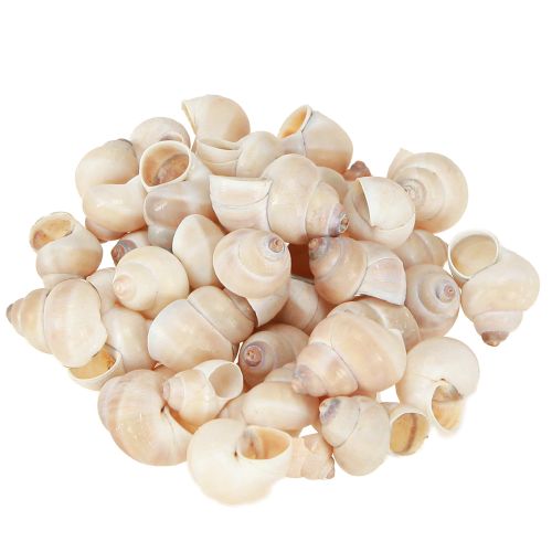 Artikel Muschel Umachi 500g