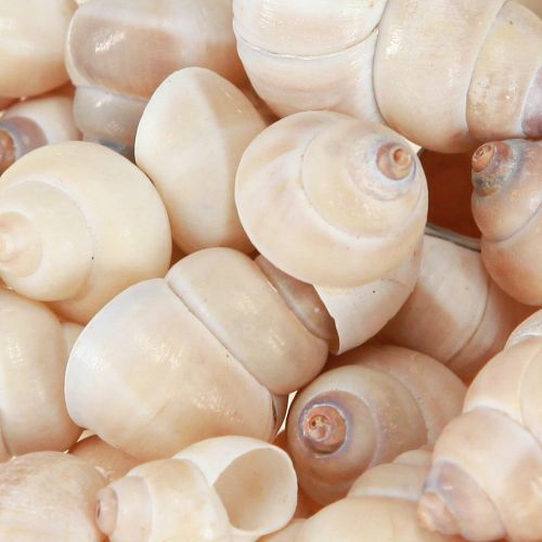 Artikel Muschel Umachi 500g