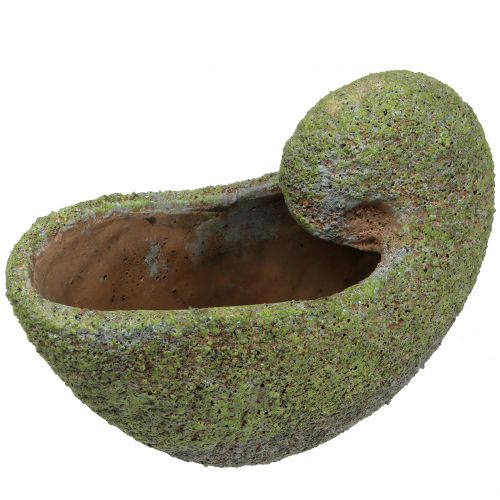 Floristik24 Muschel zum Bepflanzen mit Moos 28,5cm x 14cm H21cm