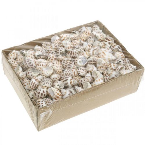 Artikel Muschel Dekoration, Deko-Schnecke Mini, Meeresschnecken-Mix L2–4cm 780g