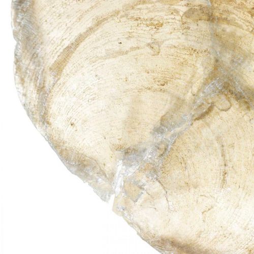 Artikel Stranddeko, Capiz-Muscheln 5–10cm, Naturartikel, Perlmutt, Maritim 1kg