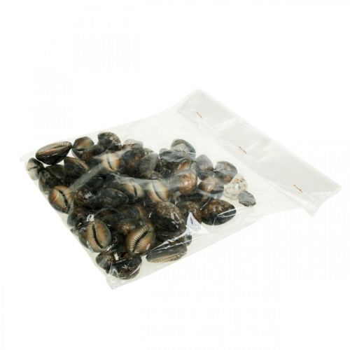 Floristik24 Kauri Muschel Deko Natur Maritime Dekoration Seeschnecken 500g