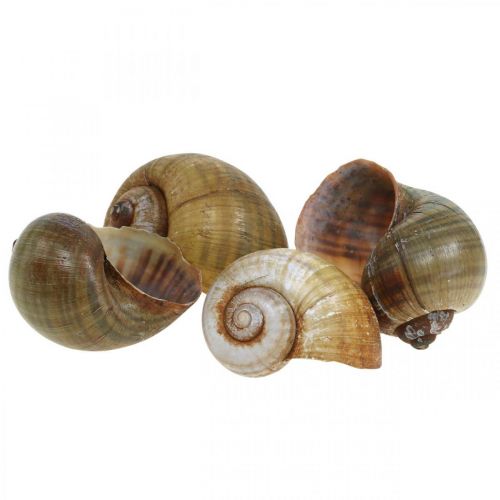 Floristik24 Schnecken Deko, Schneckenhäuser maritim Natur, Grün 10 St