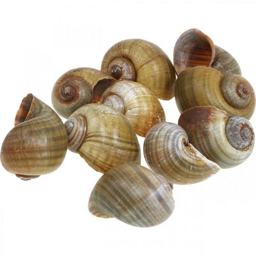 Floristik24 Schnecken Deko, Schneckenhäuser maritim Natur, Grün 10 St