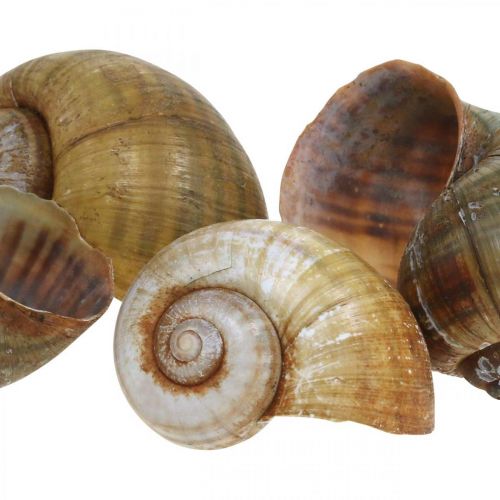 Floristik24 Schnecken Deko, Schneckenhäuser maritim Natur, Grün 10 St