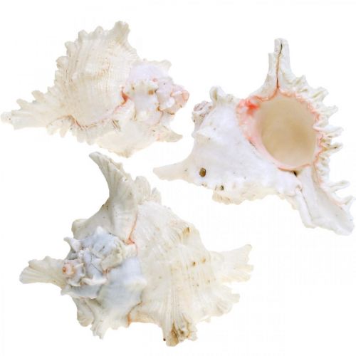 Floristik24 Muschel Chicoreus ramosus 16cm 3 St