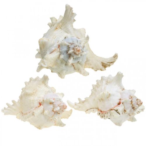 Artikel Muschel Chicoreus ramosus 16cm 3 St