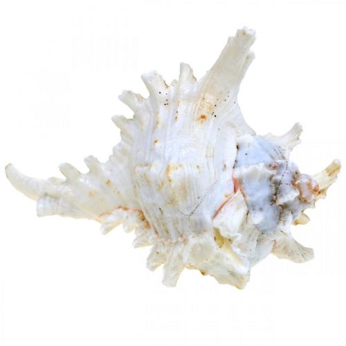 Artikel Muschel Chicoreus ramosus 16cm 3 St