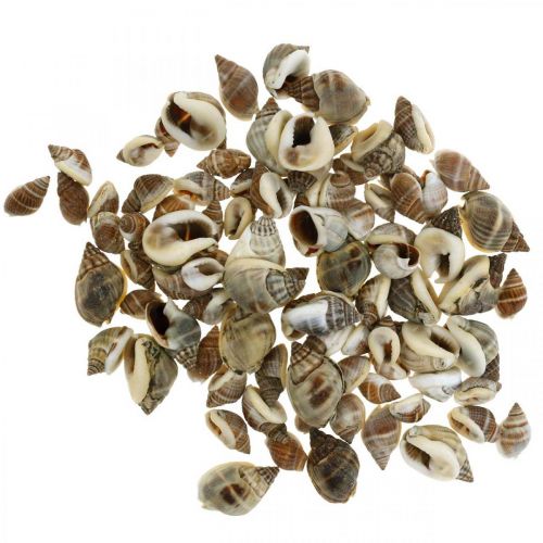 Floristik24 Naturdeko, Schneckenhäuser Natur 1–2cm, Muscheldeko 1kg