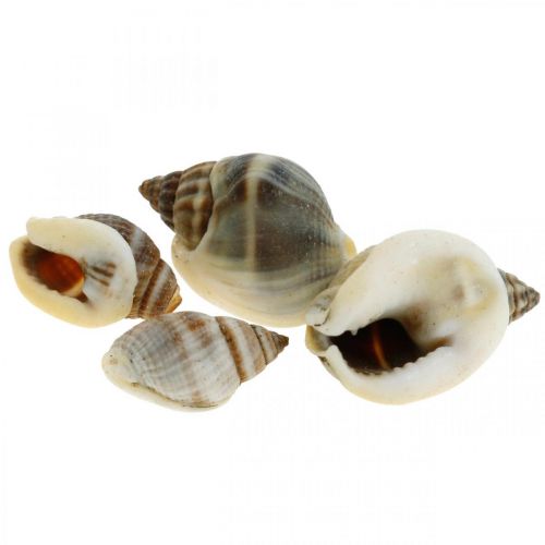 Artikel Naturdeko, Schneckenhäuser Natur 1–2cm, Muscheldeko 1kg