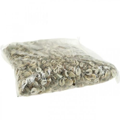 Floristik24 Naturdeko, Schneckenhäuser Natur 1–2cm, Muscheldeko 1kg