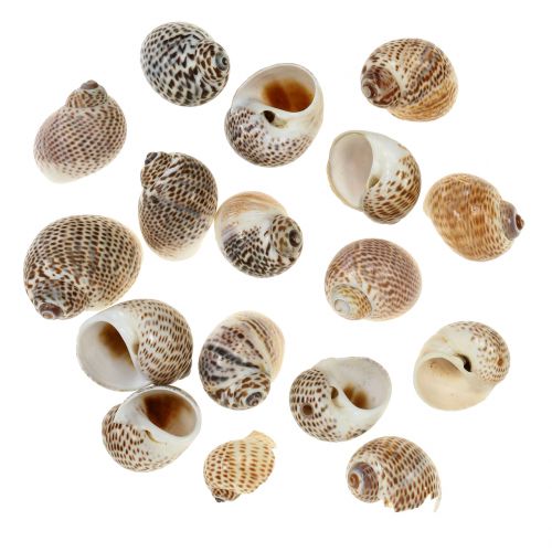 Floristik24 Schneckenmuscheln Natur 500g