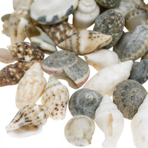 Floristik24 Deko Schneckenhäuser Mini Natur Mix Maritime Dekoration 1kg