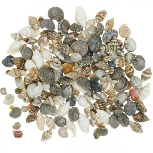 Floristik24 Deko Schneckenhäuser Mini Natur Mix Maritime Dekoration 1kg