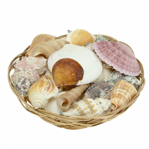 Floristik24 Muschelmix im Korb Natur Ø15cm 420g