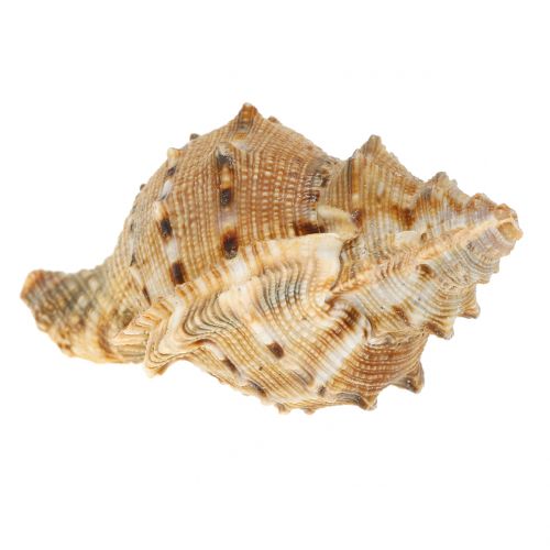 Floristik24 Muschel Sortiment Natur 500g