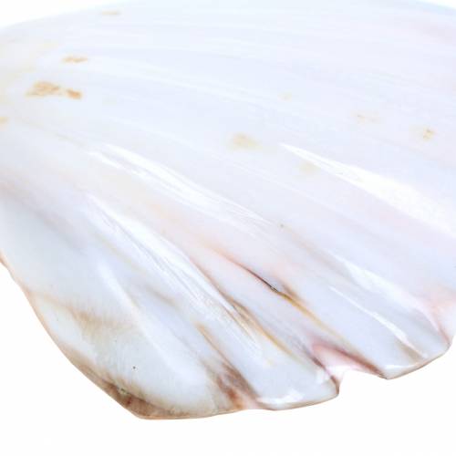 Floristik24 Muscheldeko Jakobsmuscheln Poliert 12-13cm 4 St