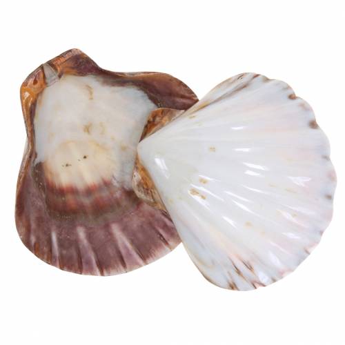 Floristik24 Muscheldeko Jakobsmuscheln Poliert 12-13cm 4 St