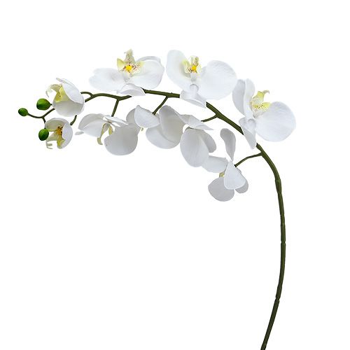 Floristik24 Nachtfalterorchidee 75cm Weiß