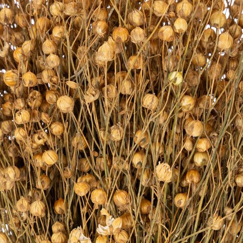 Artikel Natürlicher Flachs getrocknet Gräser für Trockenfloristik Linum Natur 60cm 180g