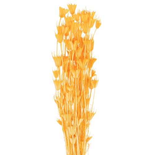 Nigella Trockenblumen Arrangement zur langfristigen Nutzung Eleganter Hingucker 70cm 50g