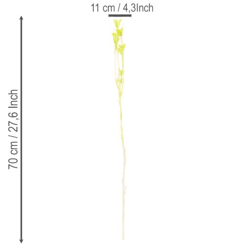 Artikel Trockenblumen Nigella bezaubernd natürliche Raumdekoration für zu Hause 70cm 50g