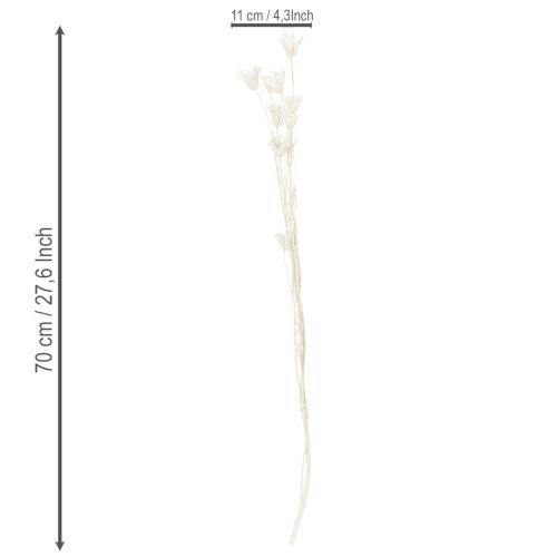 Artikel Trockenblumen Nigella Bund Edle Naturdeko für exklusive Einrichtung 70cm 50g