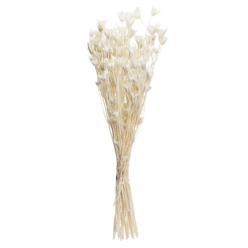 Artikel Nigella Orientalis Trockenblumen Schwarzkümmel Weiß 50cm 100g