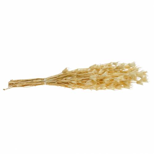 Floristik24 Trockenblumen Samenstand Schwarzkümmel Gebleicht 100g